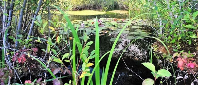 Monkton Nature Reserve - Thanet's Hidden Gem
