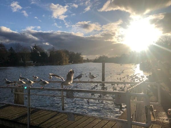 Trails of Kent – Lavender fields, Castles and Lullingstone Country Park, 15km