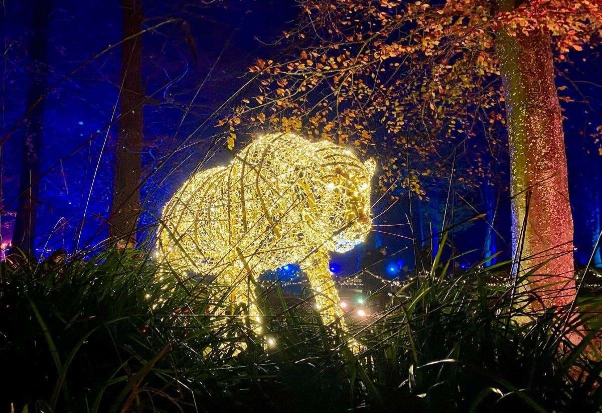 'I could've watched the dazzling lights all night'