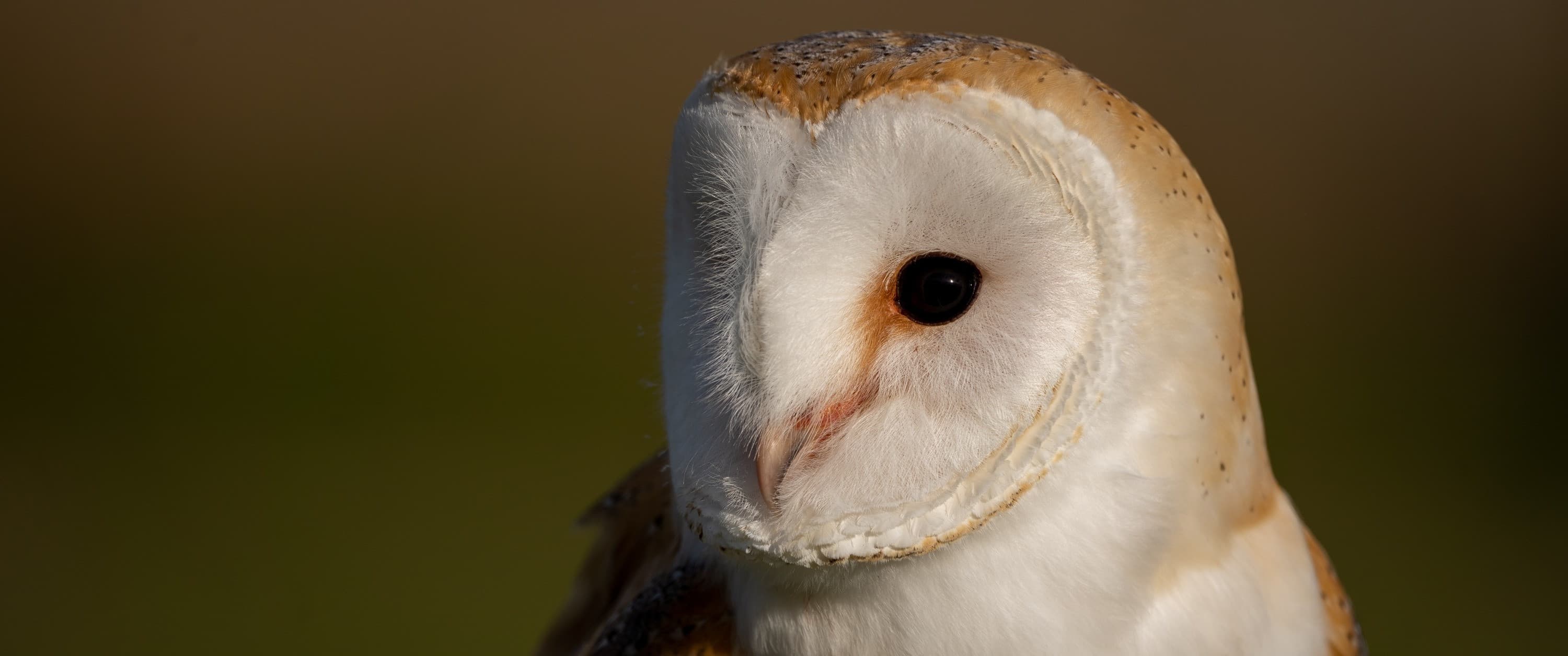 2025 Paddock Wood Community Centre (An Evening with Owls)