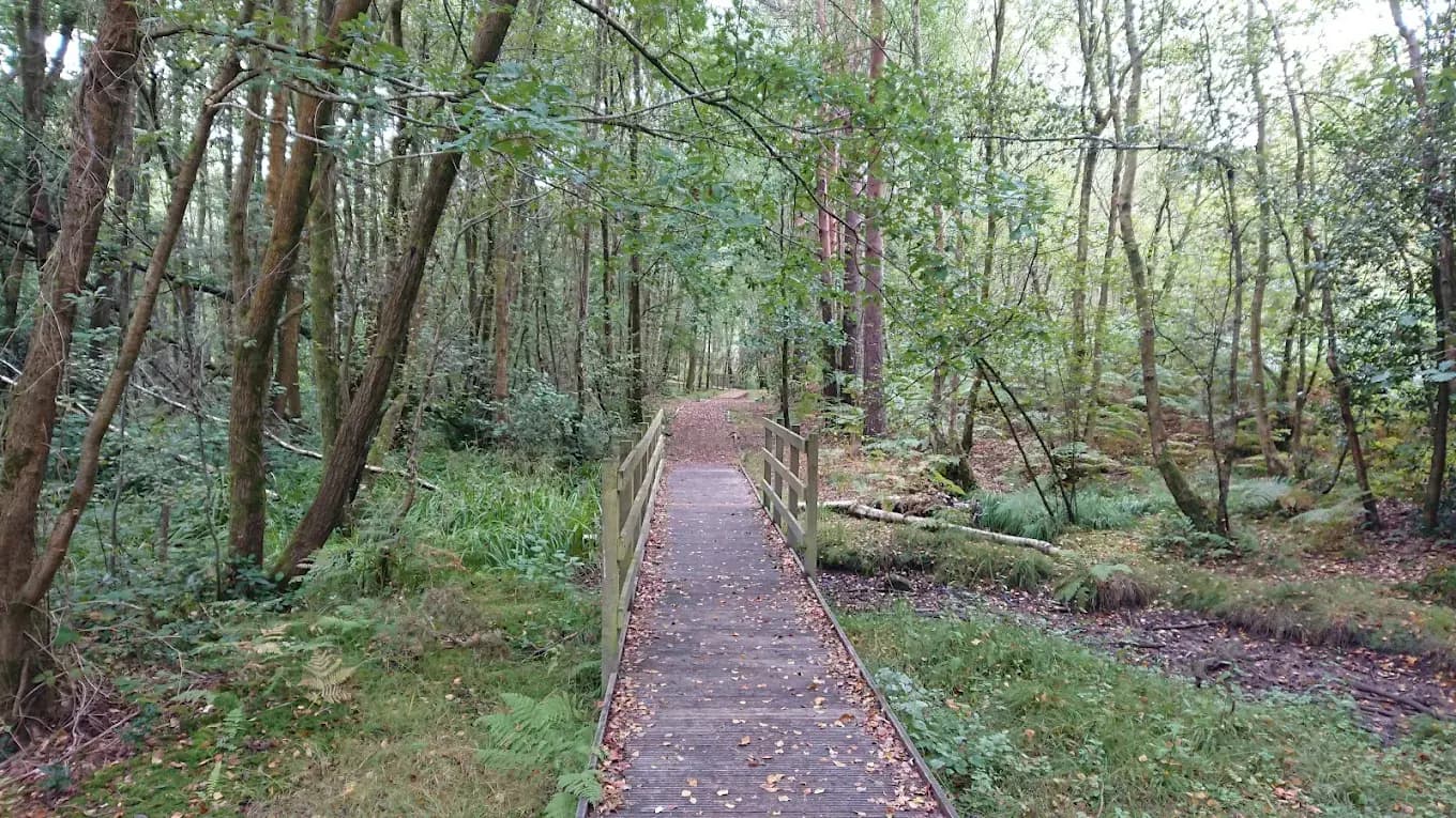 Broadwater Forest Tunbridge Wells Foraging Course