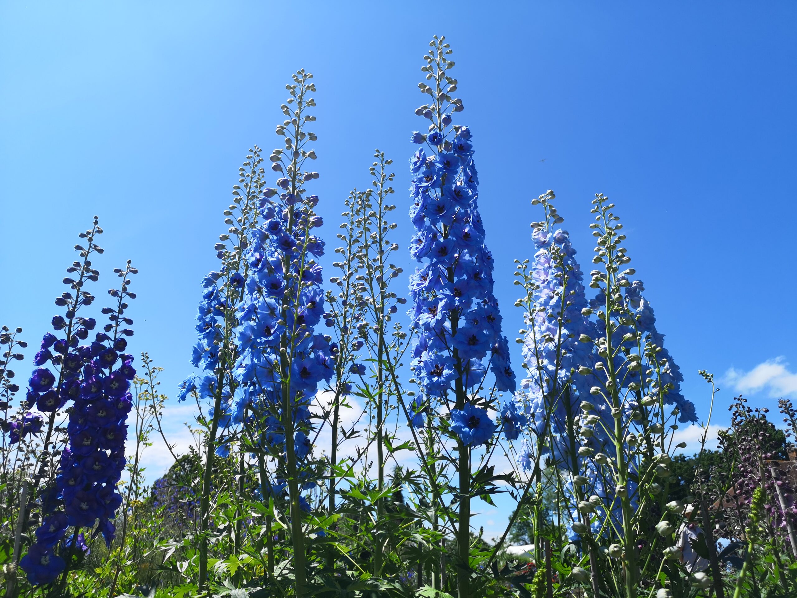 Godinton House and Gardens Delphinium Festival 2024